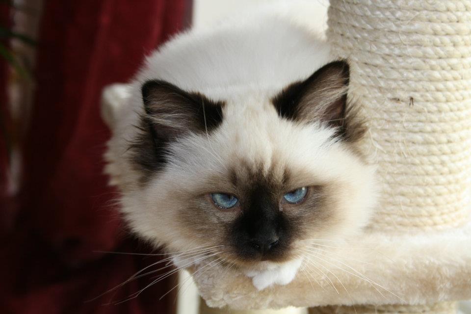 Demo Image Unsere Katzen
